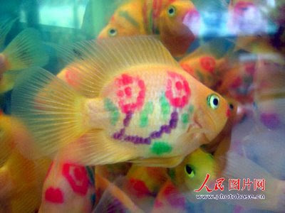 parrot fish info