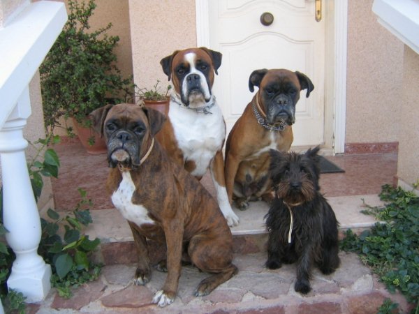 [mis+perros.jpg]
