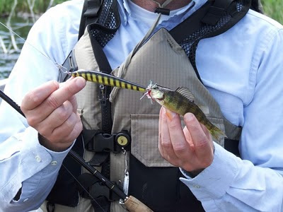 Perch hit lure the same size as itself