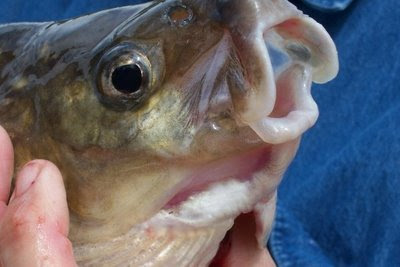 Red Lake whitefish