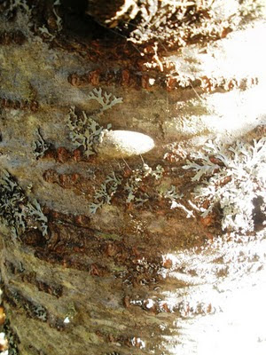 balsam fir blisters
