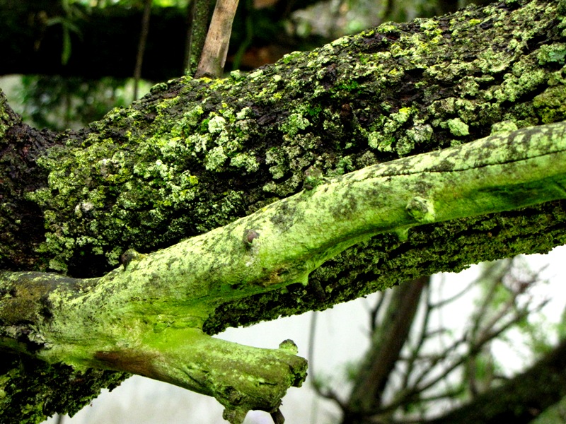 South Africa Archives Natural Suburbia