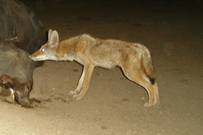 coyotes coyote codger trap camera adult build three had were body