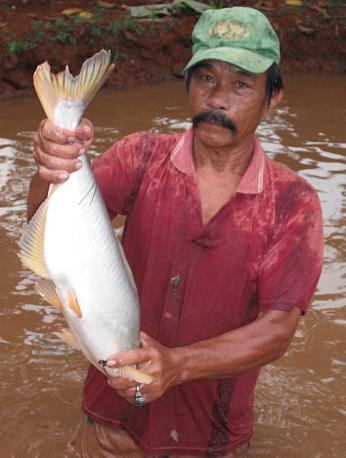 Dicari Ikan Patin ukuran 1,5kg - 2kg/ ekor . Butuh 1 ton