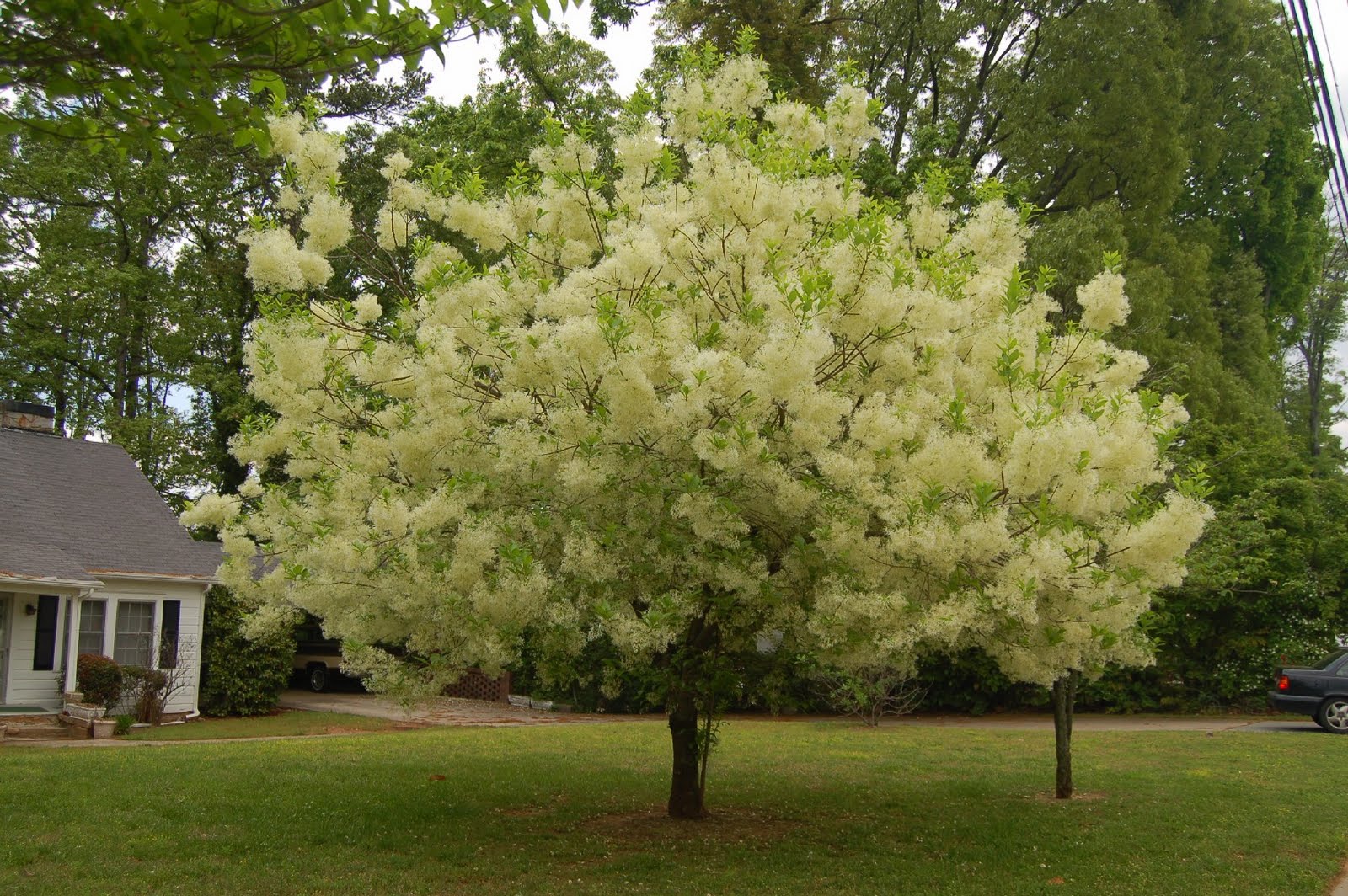 Victoria Gardens Blooming Now Chionanthus virginicus (White Fringe Tree)