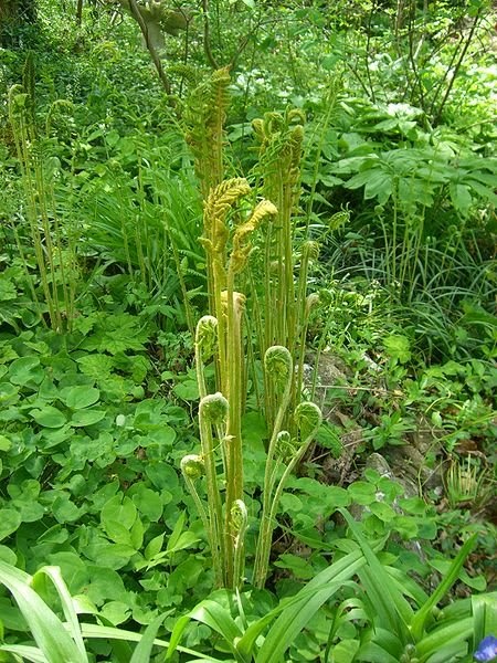 Victoria Gardens: A Reminder: Edibles: Fern Fiddleheads