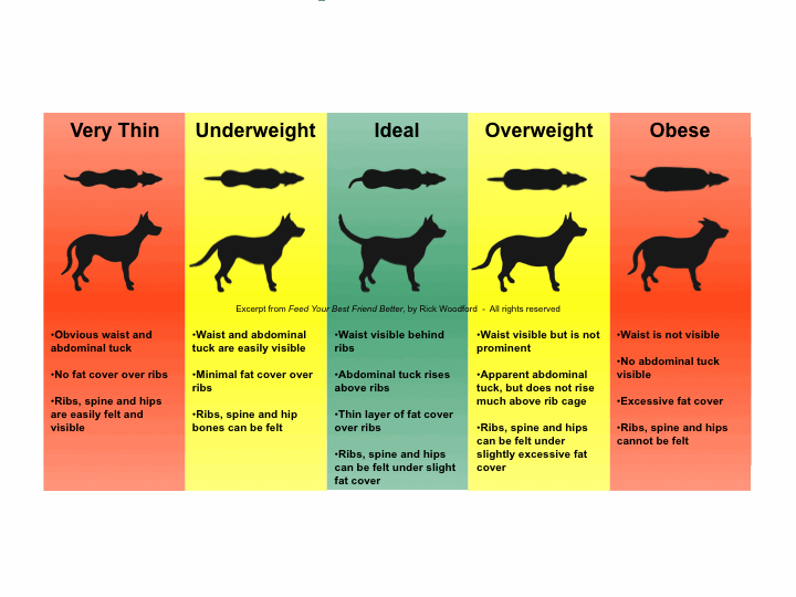 Is My Dog Too Skinny Chart