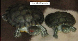 Нептик і Шустрик - червоновухі черепахи