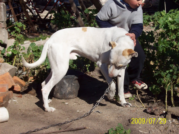 GALGO CON VIADEIRO FELIPE.