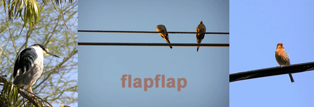 flapflap
