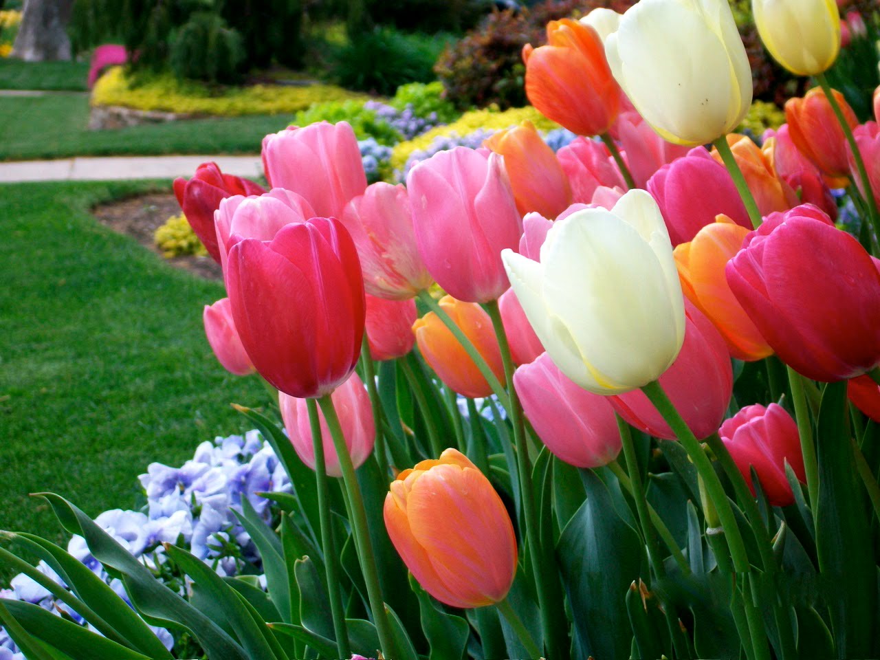 P O T A G E R Here They Are.......My Favorite Tulips