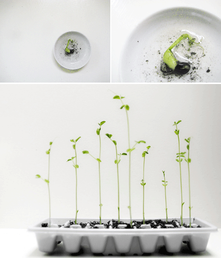 [seedlings.gif]
