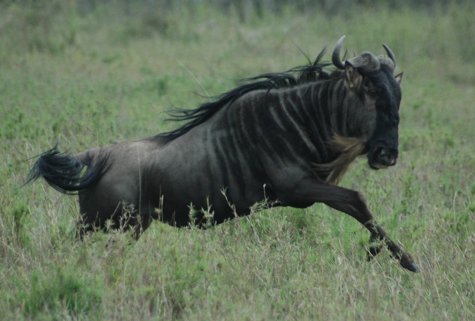 [Wildebeest+-+Running.JPG]