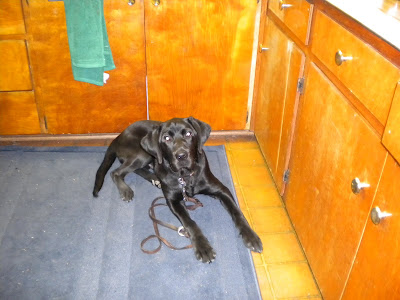 Dagan in a down on the mat in front of the kitchen sink