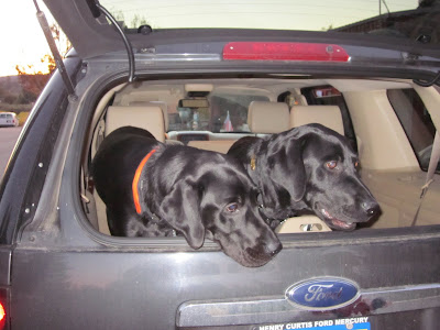 Dagan on the left, Ned on the right looking out the back of the car