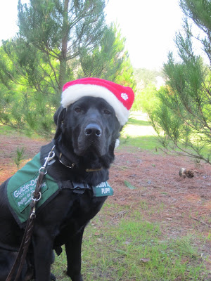 Dagan, in his Santa Hat at the Christmas tree farm