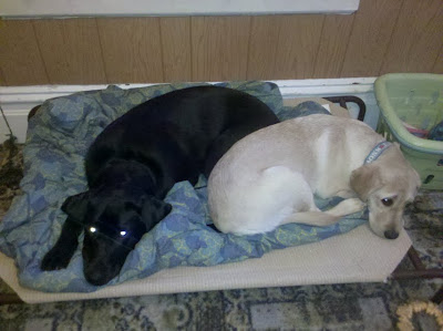Dagan and Katra sharing his dog bed