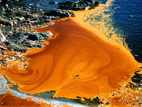 Thesis statement for exxon valdez oil spill