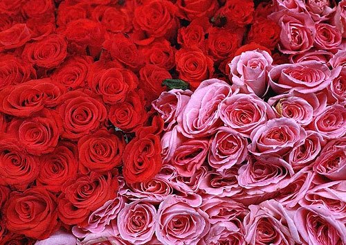 [rosas.bmp]
