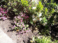 Courtyard Garden Makeover 12 Courtyard+and+Pond+Gardens+003 St. Francis Inn St. Augustine Bed and Breakfast