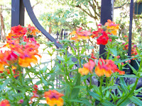 More Garden Pictures 11 Courtyard+and+Pond+Gardens+032 St. Francis Inn St. Augustine Bed and Breakfast