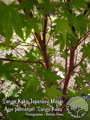 Sango Kaku Japanese Maple Bark