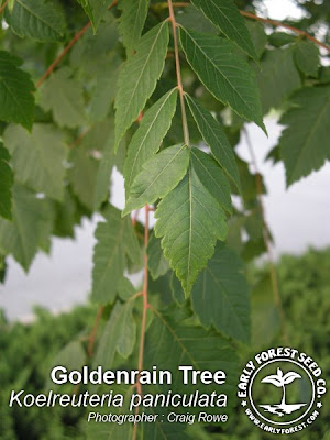 Acer Tree Leaf