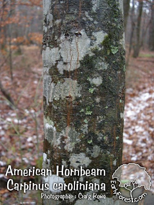 Hornbeam American