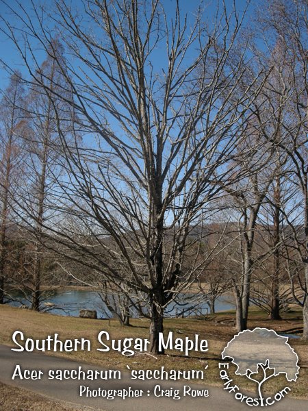 [090305SouthernSugarMapleTree.jpg]