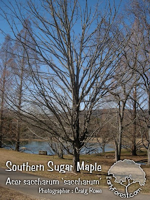 Southern Sugar Maple Tree