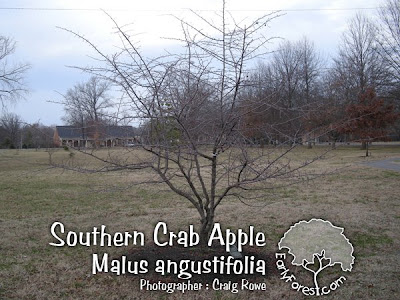 Southern Crab Apple Tree