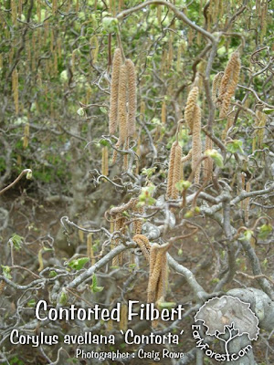 Contorted Filbert Catkins