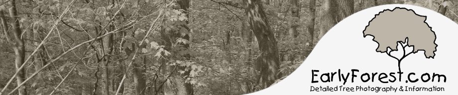 Early Forest : Tree Photography and Information