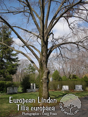 European Linden Tree