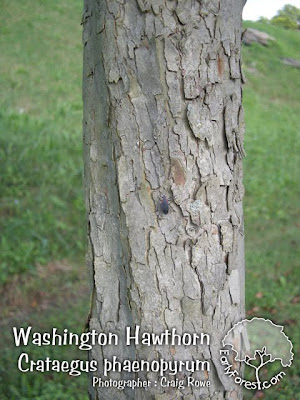 Washington Hawthorn Bark washington hawthorn tree pictures. Washington Hawthorn Bark