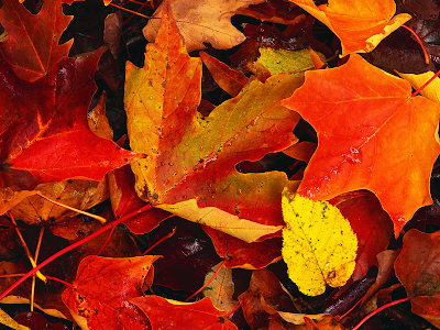 Vivid Autumn Leaves wallpaper autumn wallpaper. Vivid Autumn Leaves wallpaper
