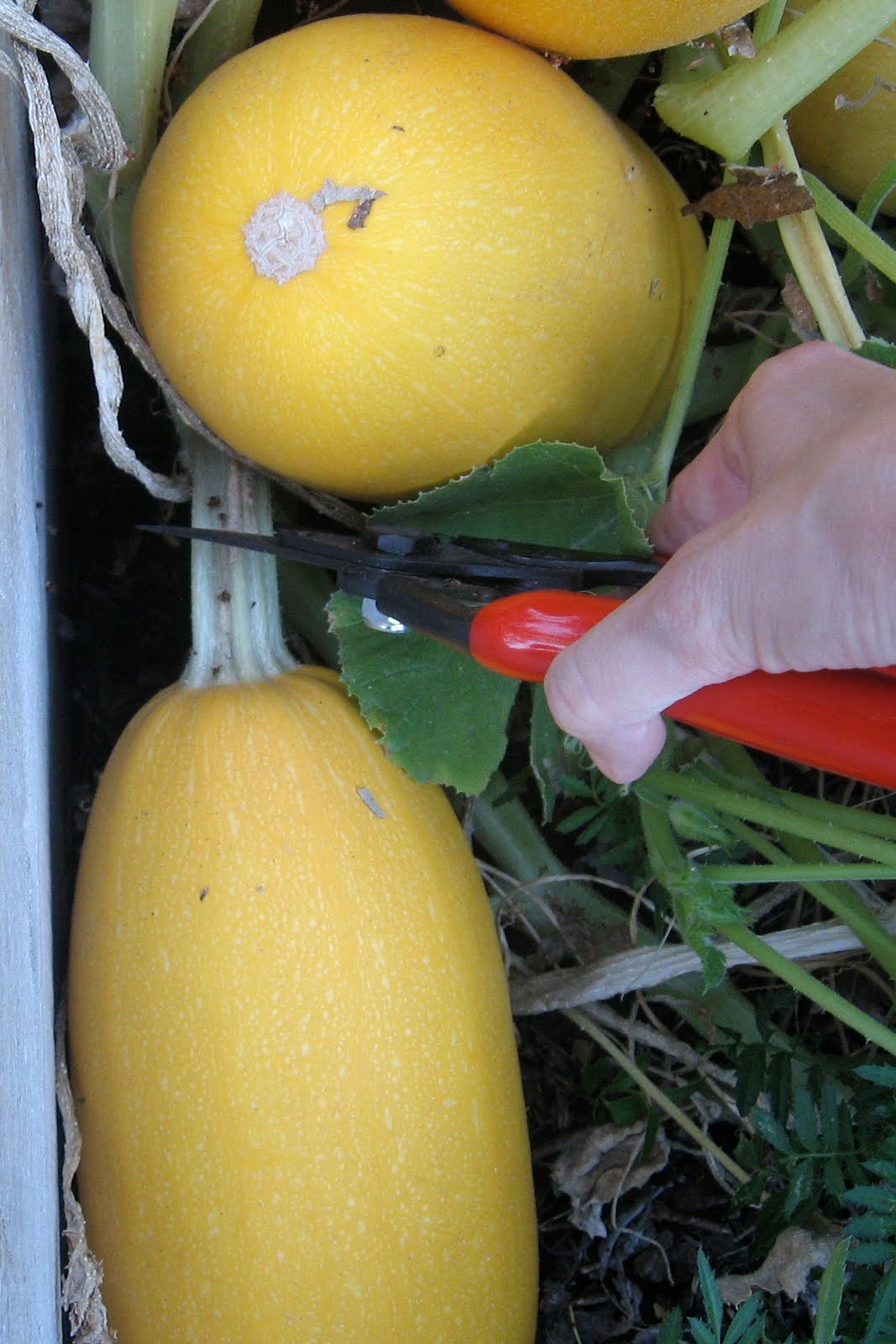 When to Harvest Spaghetti Squash Brown Thumb Mama