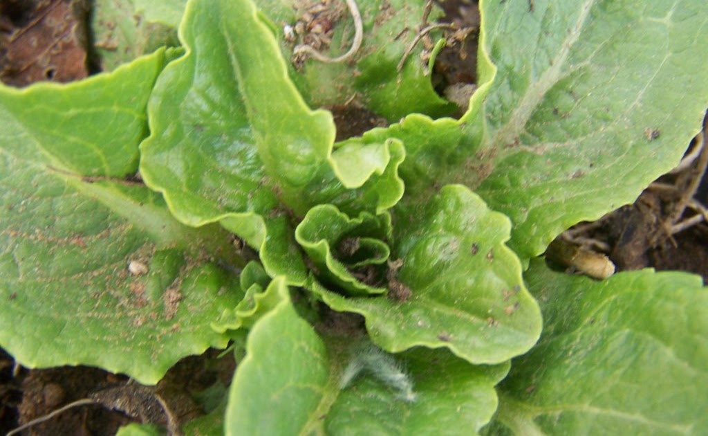 Gardening and Flowers Lettuce