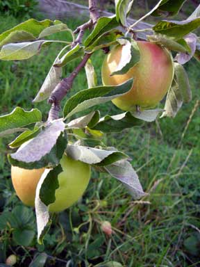 [nov20apples.jpg]
