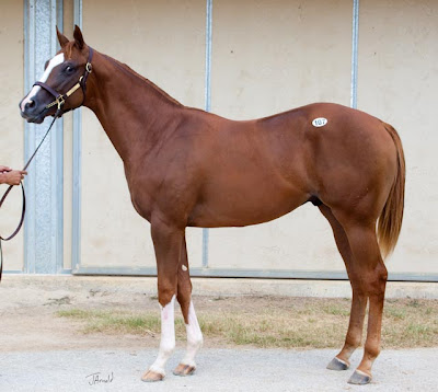 Purge x Ballagren Colt Fasig Tipton Texas Summer Yearling Sale Topper