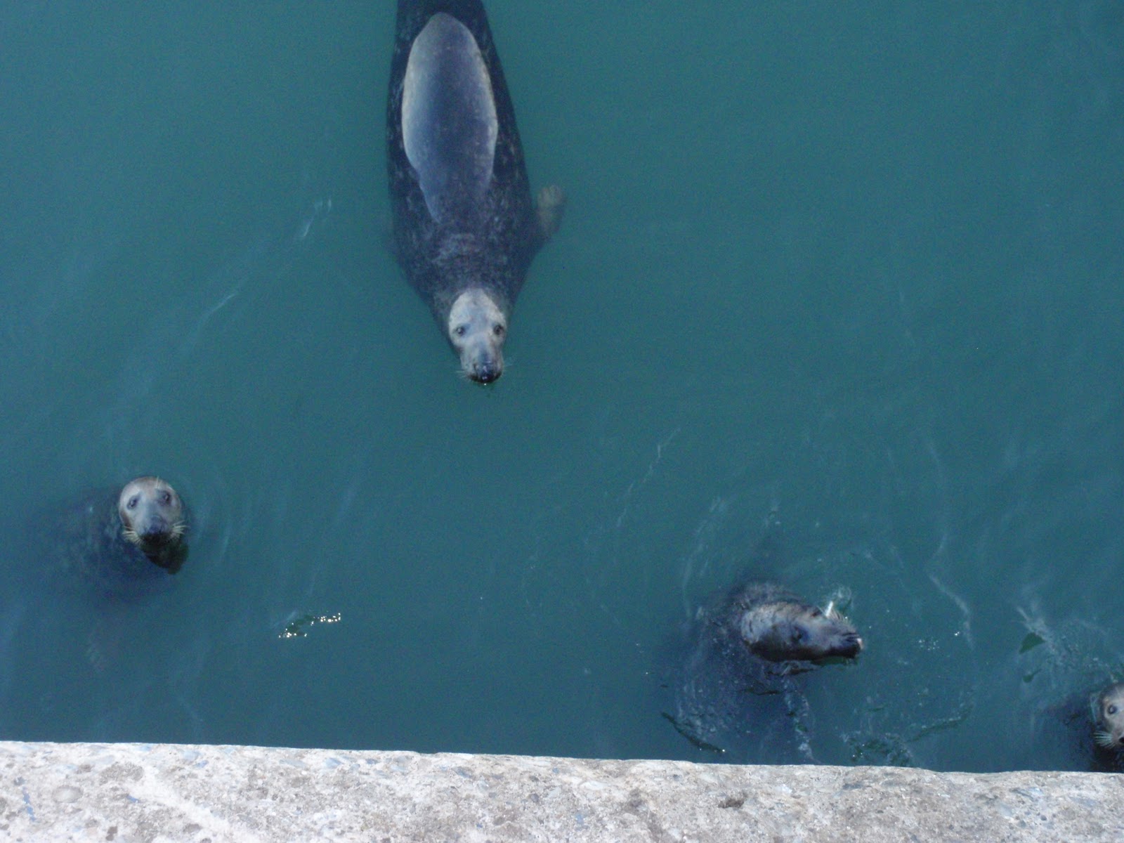 alison is a broad sea dogs