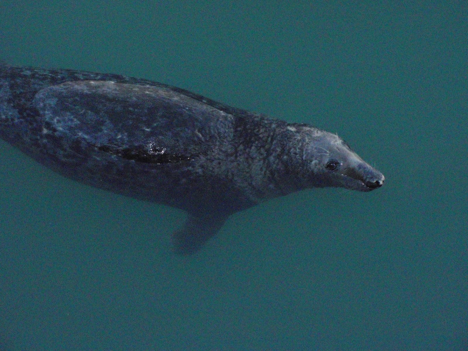 What Sea Dog Mean at David blog