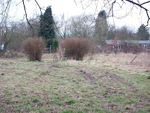 looking up from the wood