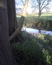 bluebells