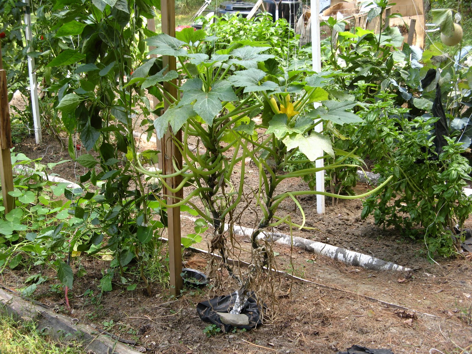 Mid Atlantic Plant Research Center 2015 Naked Seed Pumpkin
