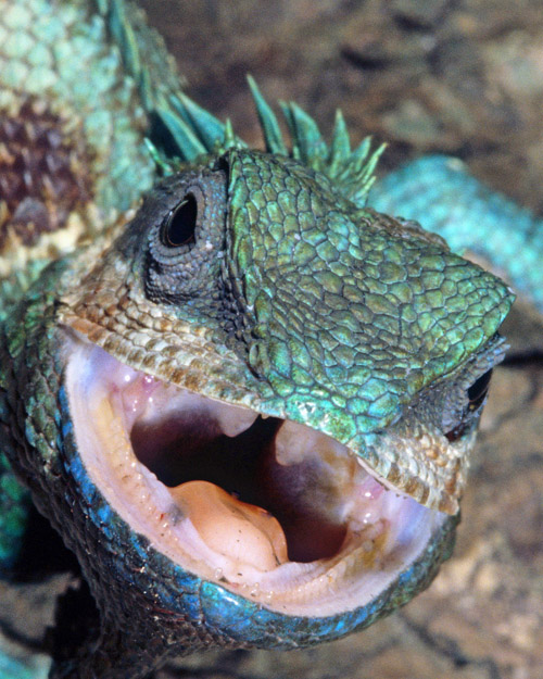 Blue Crested Lizard