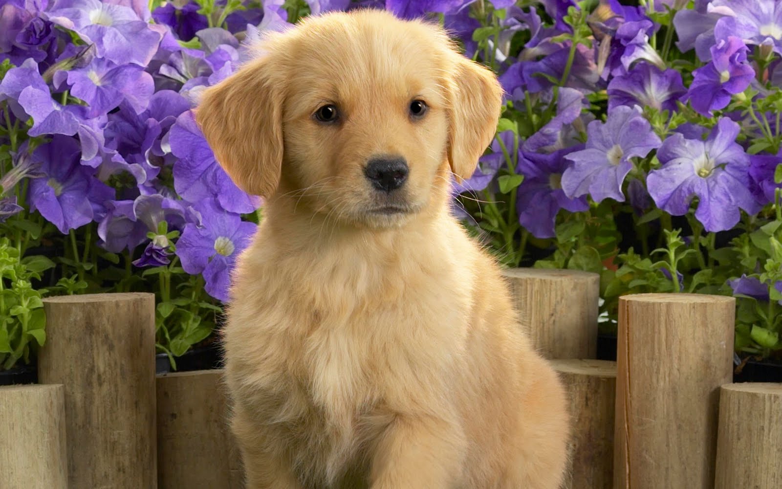puppies name puppy pics dogs puppies names breeds and grooming puppies name puppy pics dogs puppies names breeds and grooming