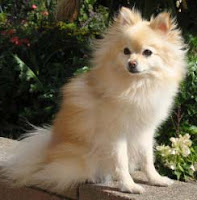 Cream Colored Pomeranian Cream Colored Pomeranian