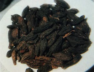 PINAR ALACALI ŞİFALI BİTKİLER