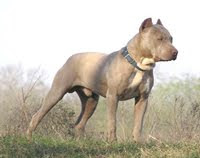 Pitbull Pitbull